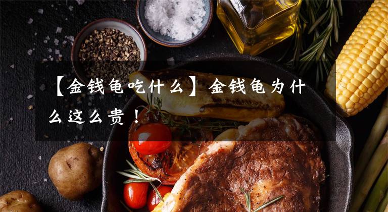 【金钱龟吃什么】金钱龟为什么这么贵！