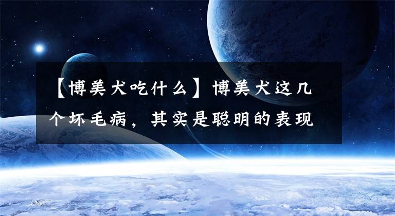 【博美犬吃什么】博美犬这几个坏毛病，其实是聪明的表现！宠主不要责怪它了