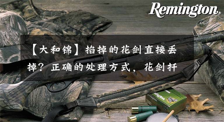 【大和锦】掐掉的花剑直接丢掉？正确的处理方式，花剑扦插三天生根！