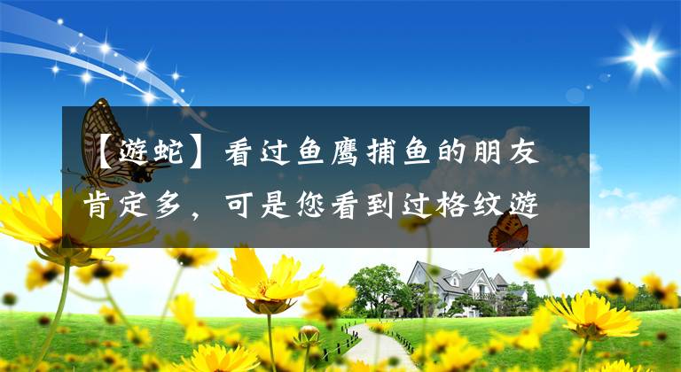 【游蛇】看过鱼鹰捕鱼的朋友肯定多，可是您看到过格纹游蛇在水中捕鱼吗