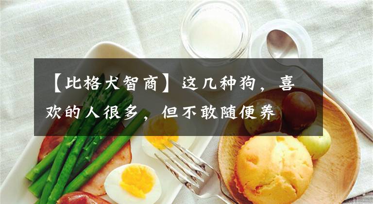 【比格犬智商】这几种狗，喜欢的人很多，但不敢随便养