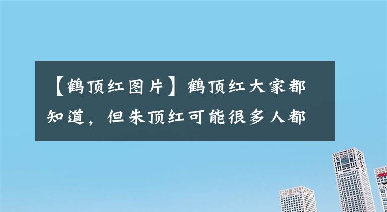 【鹤顶红图片】鹤顶红大家都知道，但朱顶红可能很多人都没听过，花比脸还要大