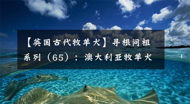【英国古代牧羊犬】寻根问祖系列（65）：澳大利亚牧羊犬（Australian Shepherd）