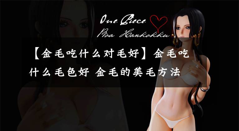 【金毛吃什么对毛好】金毛吃什么毛色好 金毛的美毛方法