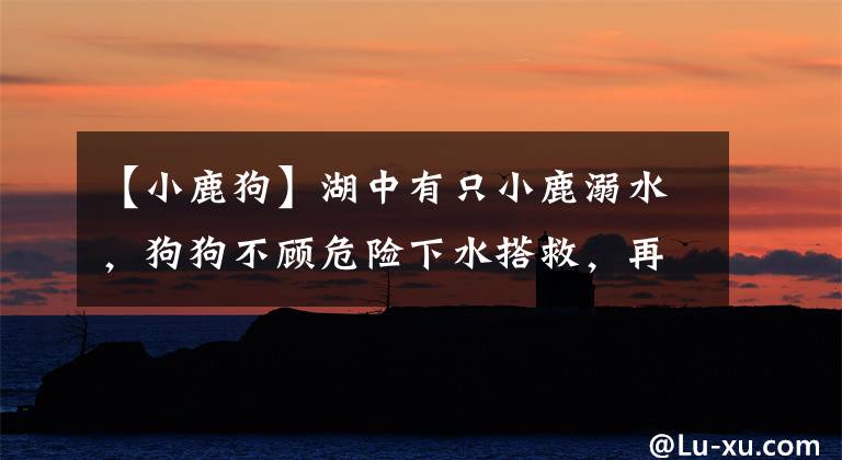 【小鹿狗】湖中有只小鹿溺水，狗狗不顾危险下水搭救，再累也要先推小鹿上岸
