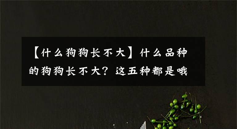 【什么狗狗长不大】什么品种的狗狗长不大？这五种都是哦