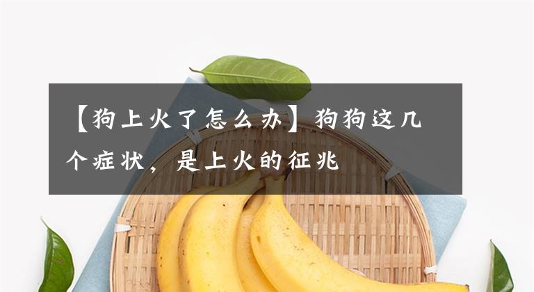 【狗上火了怎么办】狗狗这几个症状，是上火的征兆