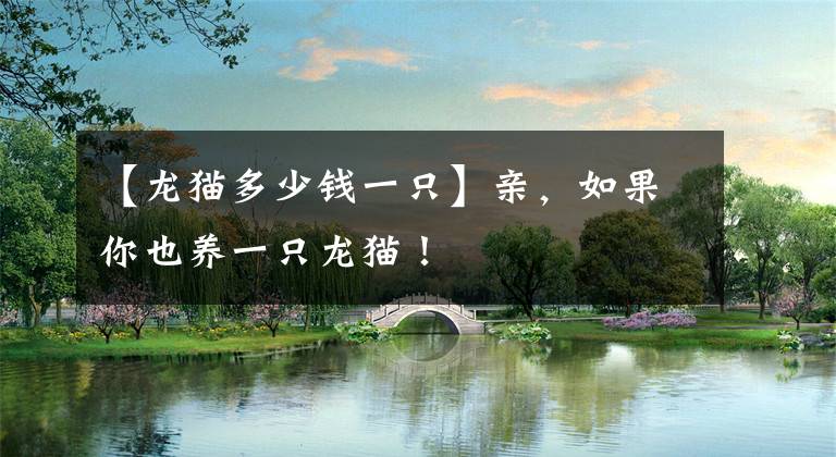 【龙猫多少钱一只】亲，如果你也养一只龙猫！