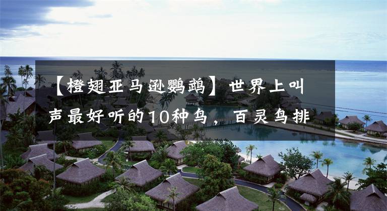 【橙翅亚马逊鹦鹉】世界上叫声最好听的10种鸟，百灵鸟排第一位