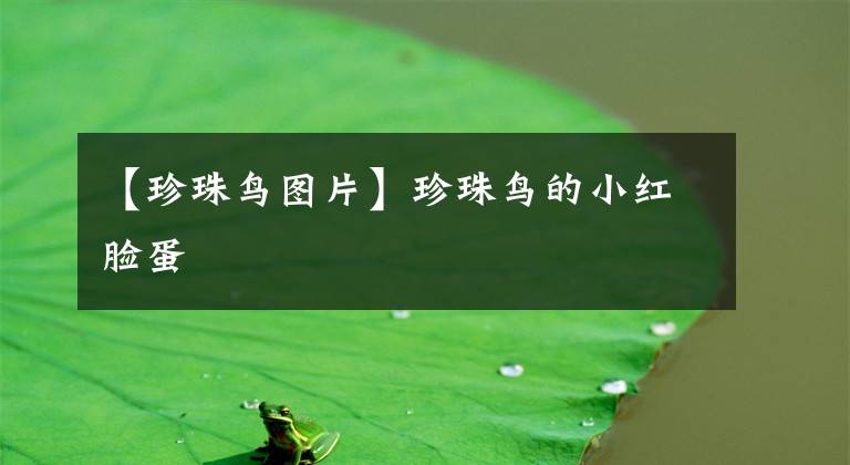 【珍珠鸟图片】珍珠鸟的小红脸蛋