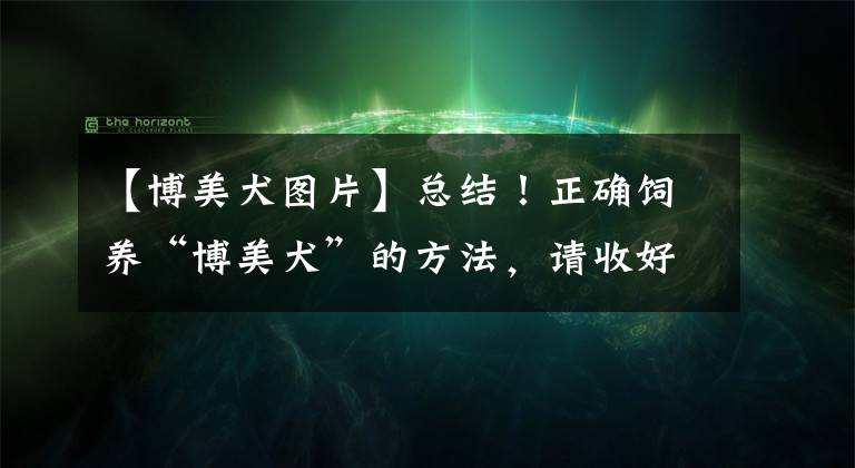 【博美犬图片】总结！正确饲养“博美犬”的方法，请收好