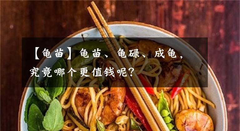 【龟苗】龟苗、龟碌、成龟，究竟哪个更值钱呢？