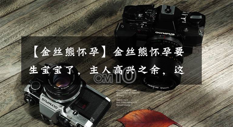 【金丝熊怀孕】金丝熊怀孕要生宝宝了，主人高兴之余，这些注意事项要做好