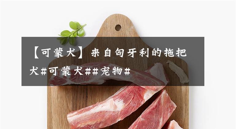 【可蒙犬】来自匈牙利的拖把犬#可蒙犬##宠物#