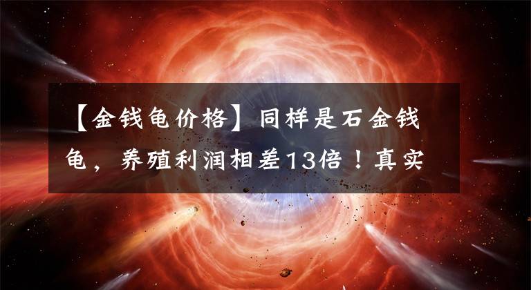 【金钱龟价格】同样是石金钱龟，养殖利润相差13倍！真实原因让所有养龟人震惊
