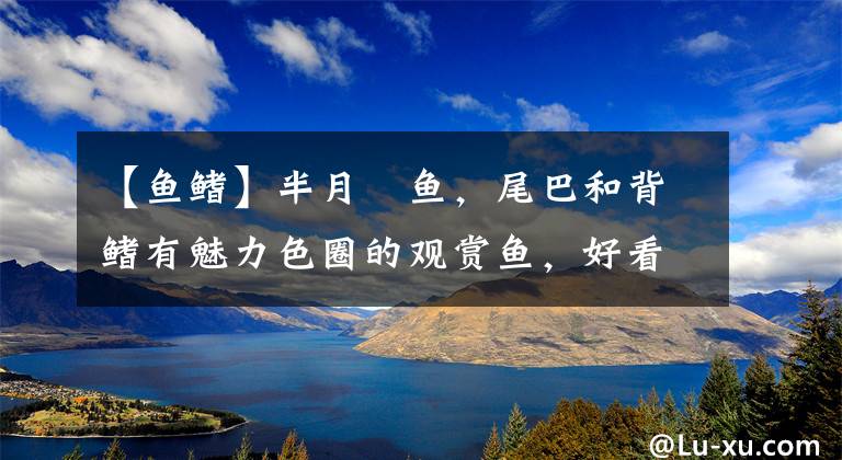 【鱼鳍】半月鳉鱼，尾巴和背鳍有魅力色圈的观赏鱼，好看