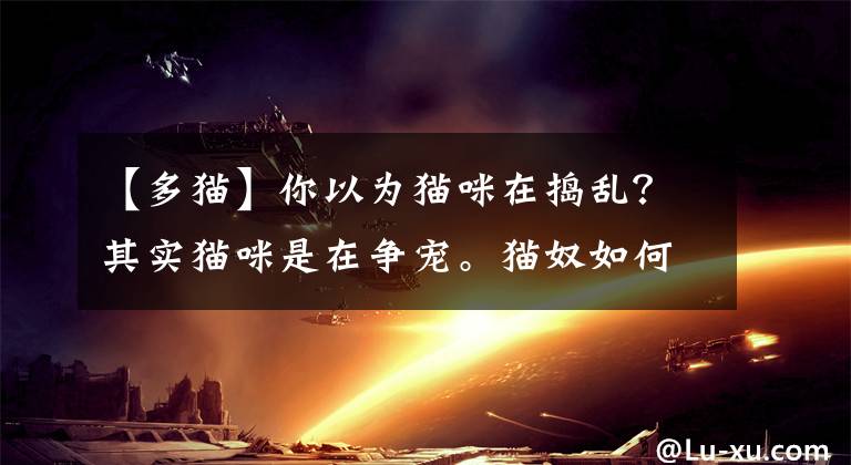 【多猫】你以为猫咪在捣乱？其实猫咪是在争宠。猫奴如何应对猫咪争宠行为