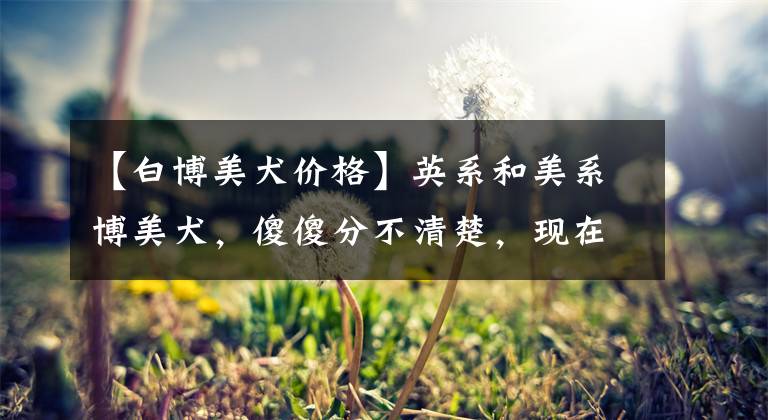 【白博美犬价格】英系和美系博美犬，傻傻分不清楚，现在告诉你它们的区别！