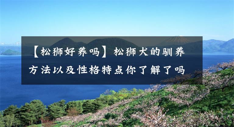 【松狮好养吗】松狮犬的驯养方法以及性格特点你了解了吗，感兴趣请点进来看看