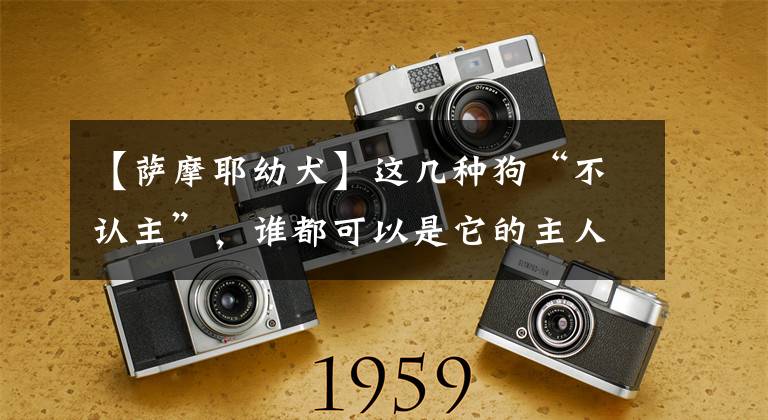 【萨摩耶幼犬】这几种狗“不认主”，谁都可以是它的主人