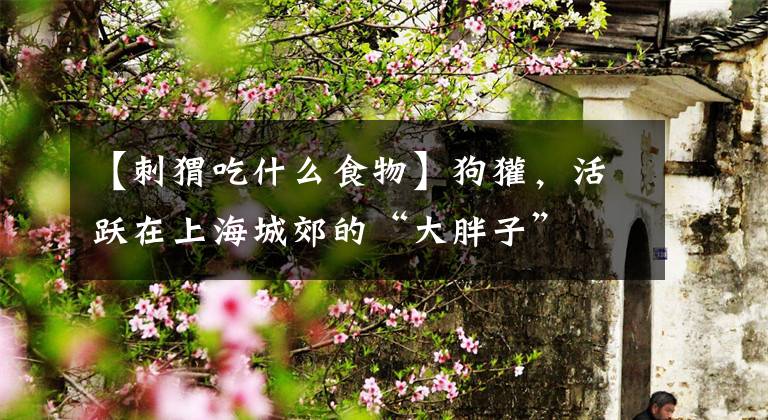 【刺猬吃什么食物】狗獾，活跃在上海城郊的“大胖子”