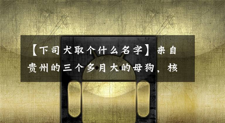 【下司犬取个什么名字】来自贵州的三个多月大的母狗，核桃虎脑，长得太急。