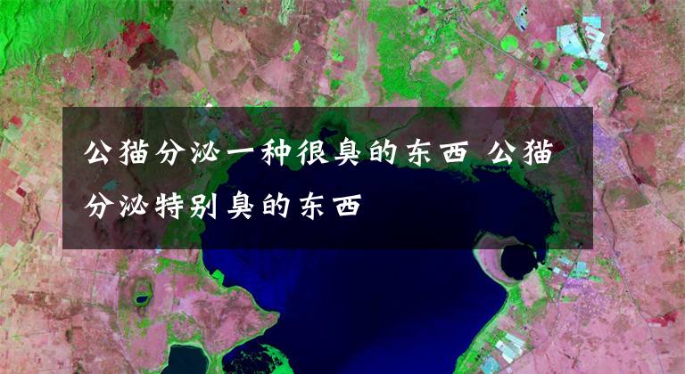 公猫分泌一种很臭的东西 公猫分泌特别臭的东西
