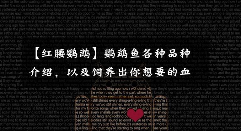 【红腰鹦鹉】鹦鹉鱼各种品种介绍，以及饲养出你想要的血红色