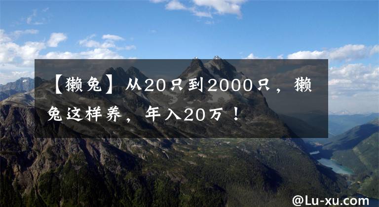 【獭兔】从20只到2000只，獭兔这样养，年入20万！