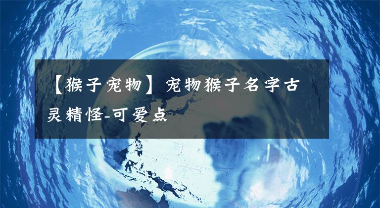 【猴子宠物】宠物猴子名字古灵精怪-可爱点