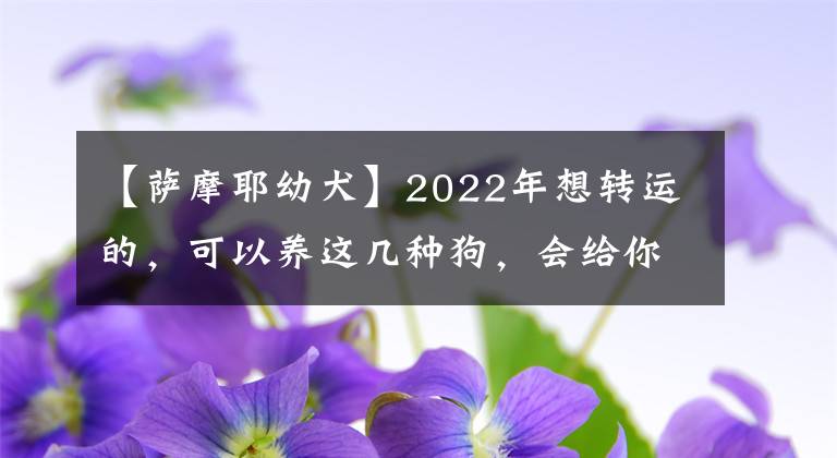 【萨摩耶幼犬】2022年想转运的，可以养这几种狗，会给你带来好运