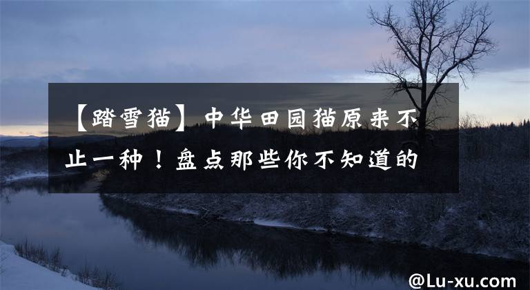 【踏雪猫】中华田园猫原来不止一种！盘点那些你不知道的国产猫