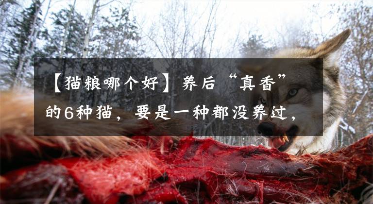 【猫粮哪个好】养后“真香”的6种猫，要是一种都没养过，有些可惜