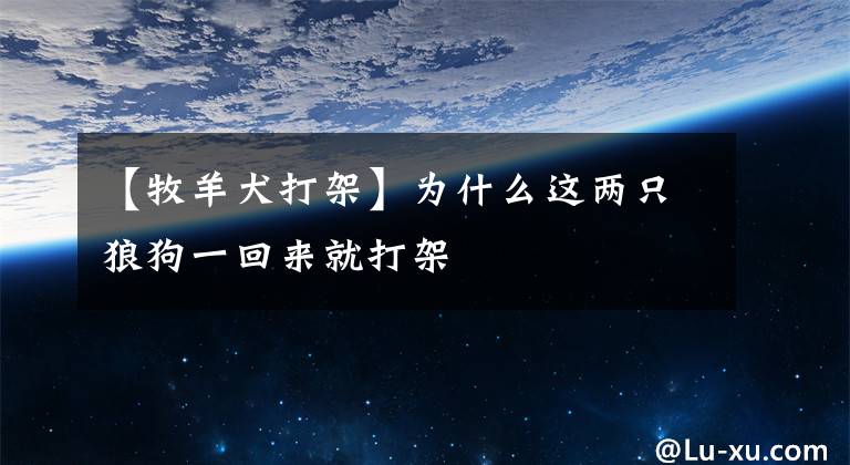 【牧羊犬打架】为什么这两只狼狗一回来就打架