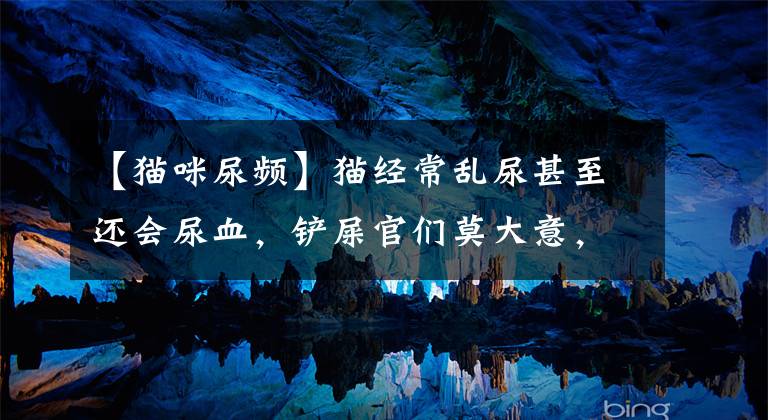 【猫咪尿频】猫经常乱尿甚至还会尿血，铲屎官们莫大意，小心是自发性膀胱炎