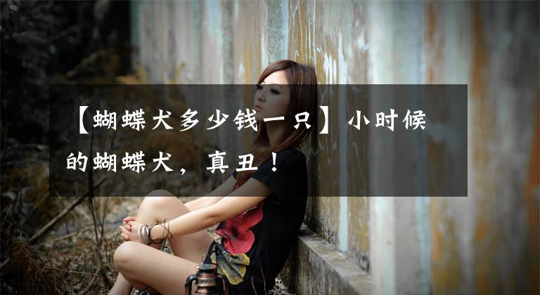 【蝴蝶犬多少钱一只】小时候的蝴蝶犬，真丑！