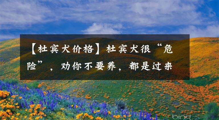 【杜宾犬价格】杜宾犬很“危险”，劝你不要养，都是过来人“血的教训”