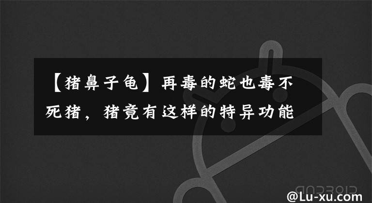 【猪鼻子龟】再毒的蛇也毒不死猪，猪竟有这样的特异功能？
