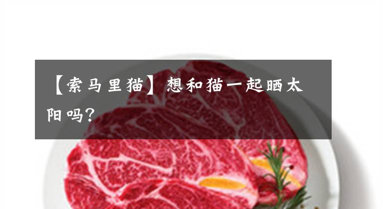 【索马里猫】想和猫一起晒太阳吗？
