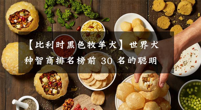 【比利时黑色牧羊犬】世界犬种智商排名榜前 30 名的聪明狗狗