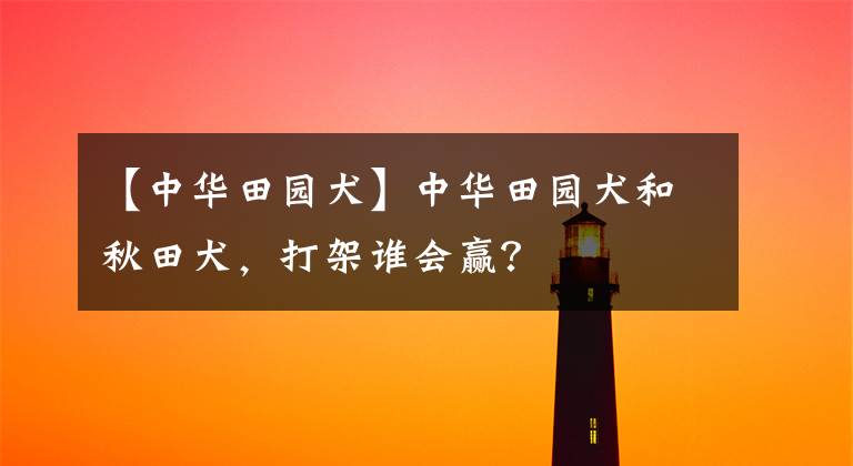 【中华田园犬】中华田园犬和秋田犬，打架谁会赢？