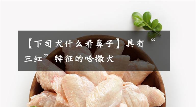 【下司犬什么看鼻子】具有“三红”特征的哈撒犬