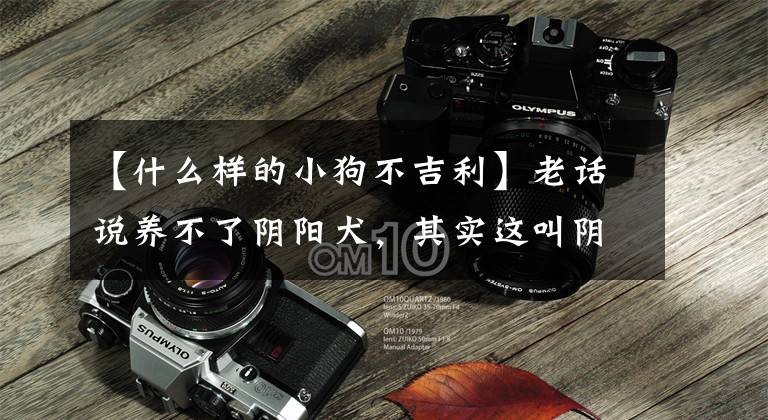 【什么样的小狗不吉利】老话说养不了阴阳犬，其实这叫阴阳犬
