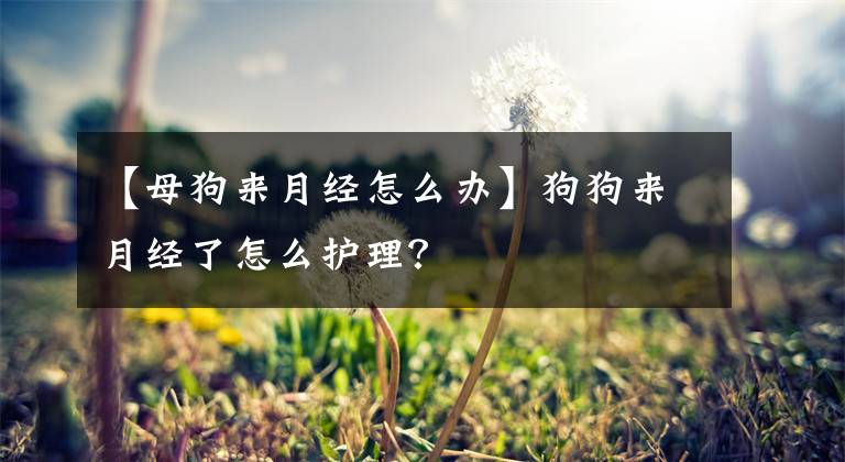 【母狗来月经怎么办】狗狗来月经了怎么护理？