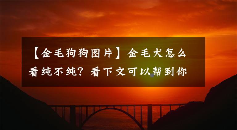 【金毛狗狗图片】金毛犬怎么看纯不纯？看下文可以帮到你