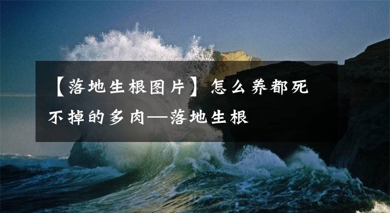 【落地生根图片】怎么养都死不掉的多肉—落地生根