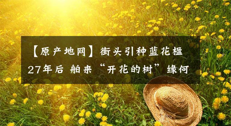 【原产地网】街头引种蓝花楹27年后 舶来“开花的树”缘何成了西昌新“顶流”？