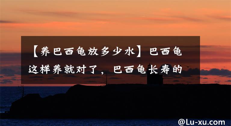 【养巴西龟放多少水】巴西龟这样养就对了，巴西龟长寿的秘诀