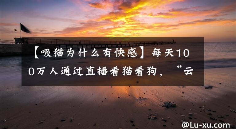 【吸猫为什么有快感】每天100万人通过直播看猫看狗，“云吸猫”风口来了？