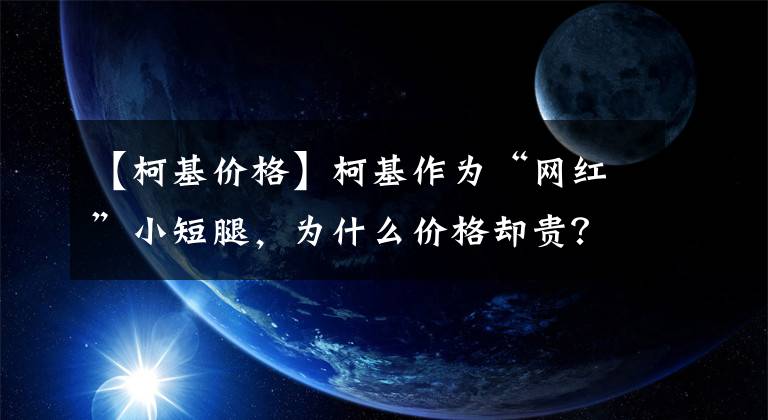 【柯基价格】柯基作为“网红”小短腿，为什么价格却贵？今天告诉你怎么回事